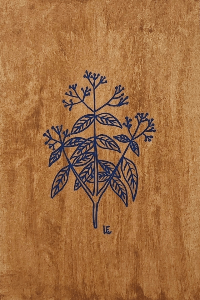 Feuille de henné